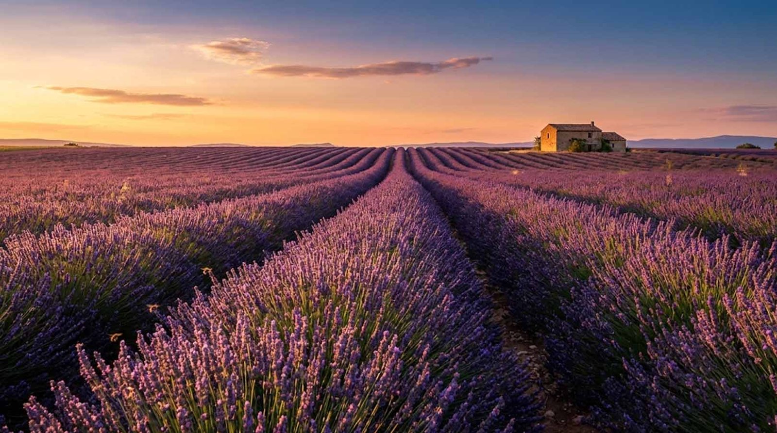 Provence lavender fields at sunset reference photo